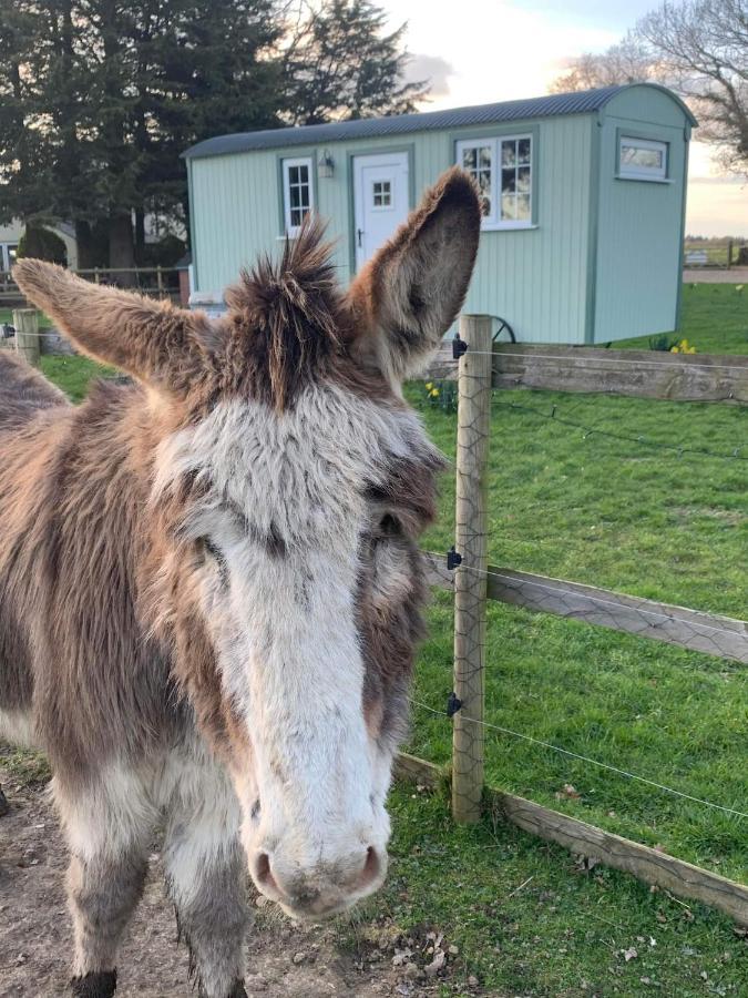 Вилла Starry Meadow & Rescued Animal Experiences Грейт-Ярмут Экстерьер фото